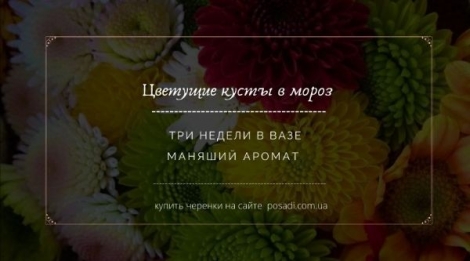 черенки хризантемы